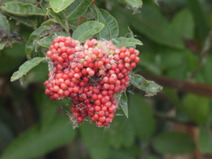 Schinus terebinthifolia