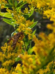 Polistes bellicosus