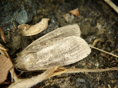 Athetis dissimilis
