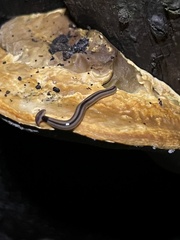Bipalium vagum