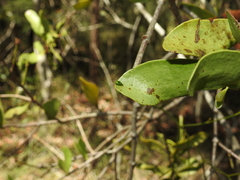 Araneus cyrtarachnoides