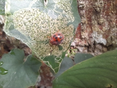 Epilachna tredecimnotata