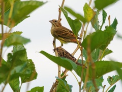 Emberiza rutila
