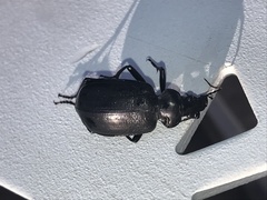 Calosoma marginale
