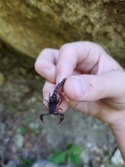 Pseudouroctonus reddelli