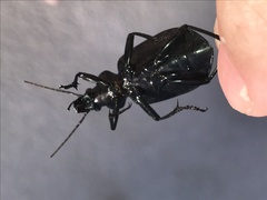 Calosoma marginale