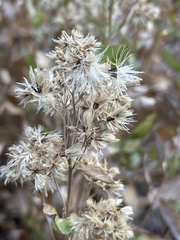 Ageratina occidentalis