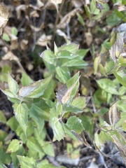 Ageratina occidentalis
