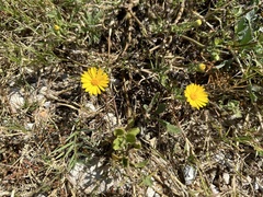 Rayjacksonia phyllocephala