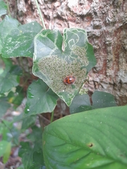 Epilachna tredecimnotata