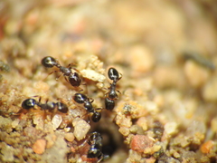 Monomorium