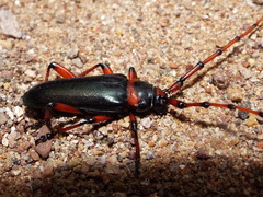 Stenaspis verticalis verticalis