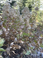 Ageratina occidentalis