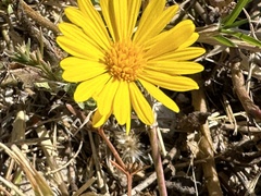 Rayjacksonia phyllocephala