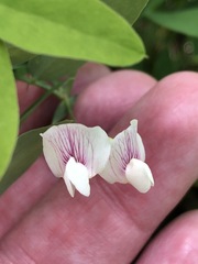 Lathyrus lanszwertii