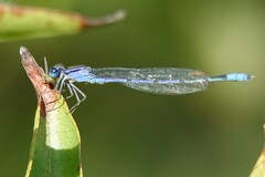 Enallagma semicirculare