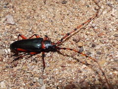 Stenaspis verticalis verticalis