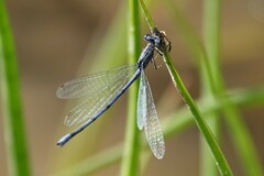 Enallagma semicirculare