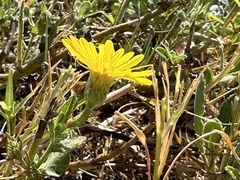 Rayjacksonia phyllocephala