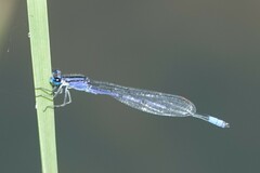 Enallagma semicirculare