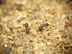 Monomorium