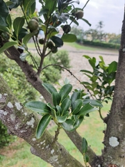 Diospyros maritima