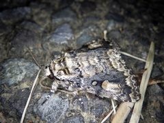 Anacronicta caliginea