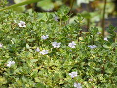 Bacopa caroliniana