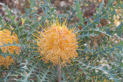 Banksia formosa