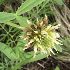Trifolium longipes