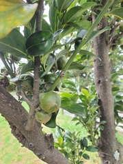 Diospyros maritima
