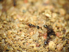 Monomorium