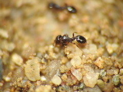 Monomorium