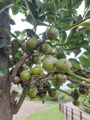 Diospyros maritima