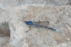 Argia extranea