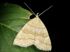 Zanclognatha fumosa