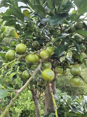 Diospyros maritima
