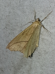 Prochoerodes lineola