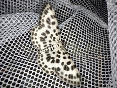 Antipercnia albinigrata