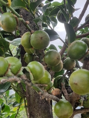 Diospyros maritima