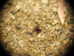 Monomorium