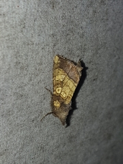 Papaipema cataphracta