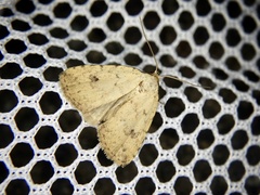 Anachrostis nigripunctalis