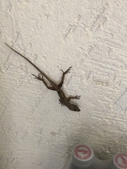 Anolis
