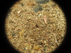 Monomorium