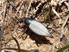Eleodes scyroptera