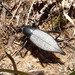 Eleodes scyroptera - Photo (c) Kevin Meza,  זכויות יוצרים חלקיות (CC BY-NC), uploaded by Kevin Meza