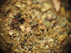 Monomorium