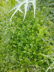 Sherardia arvensis