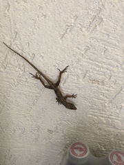 Anolis